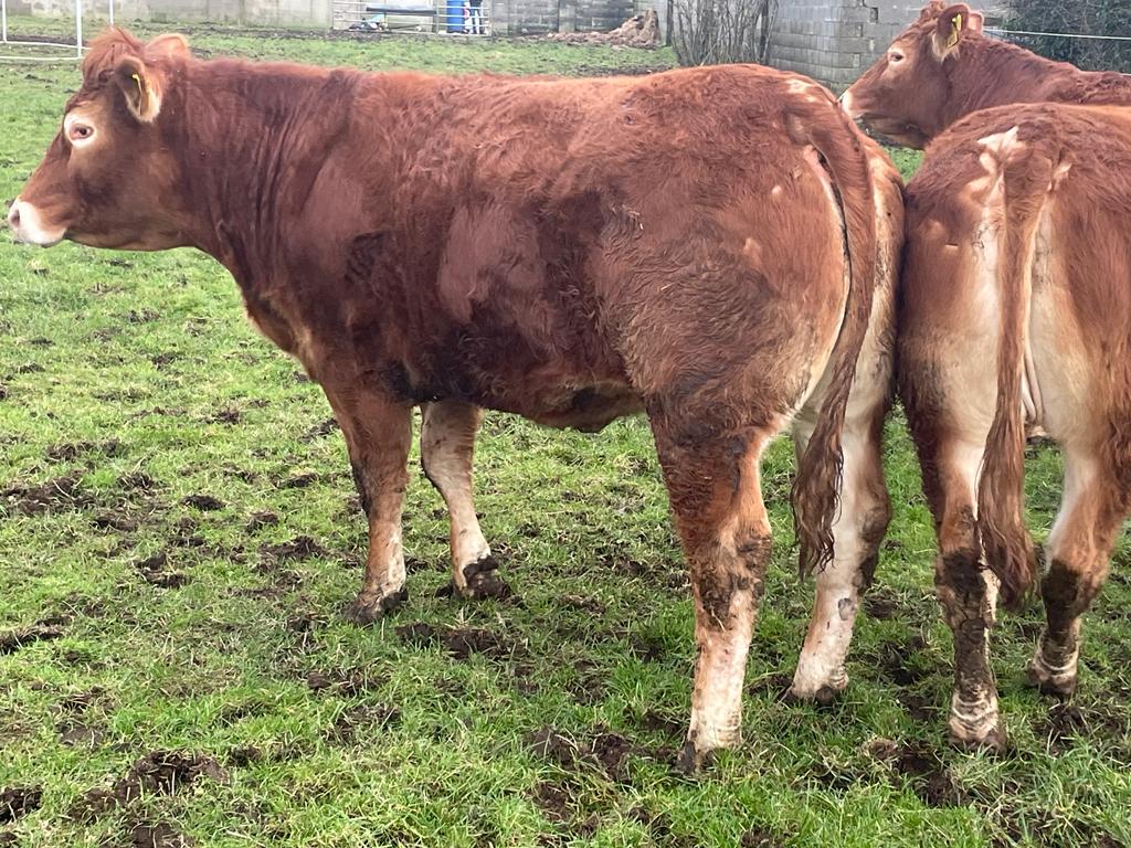 3x In-Calf Pedigree Limousin Heifers | Lucky Day Competitions